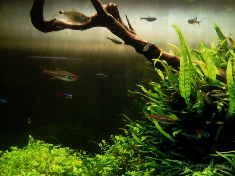 Тропическая зима в аптекарском огороде