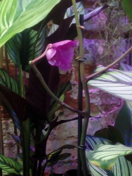 Тропическая зима в аптекарском огороде