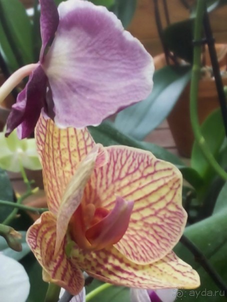 Тропическая зима в аптекарском огороде