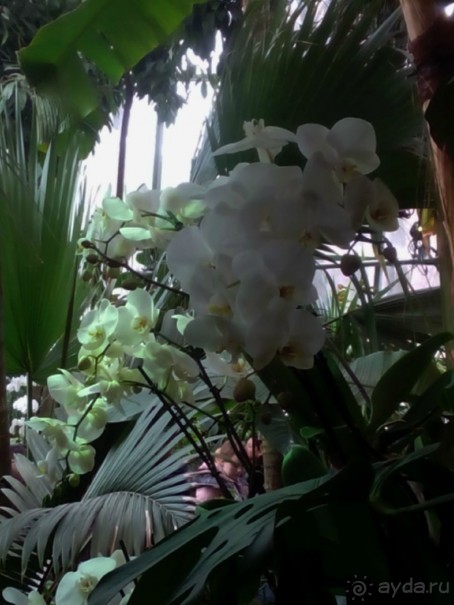 Тропическая зима в аптекарском огороде