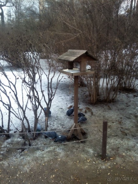 Тропическая зима в аптекарском огороде
