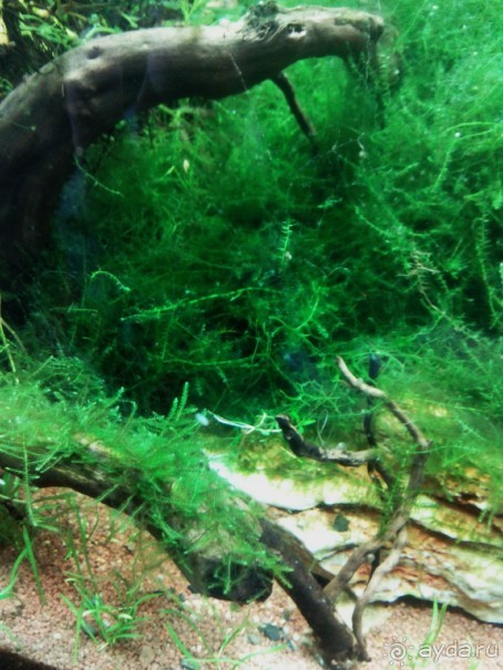 Тропическая зима в аптекарском огороде