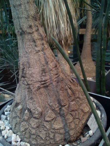 Тропическая зима в аптекарском огороде