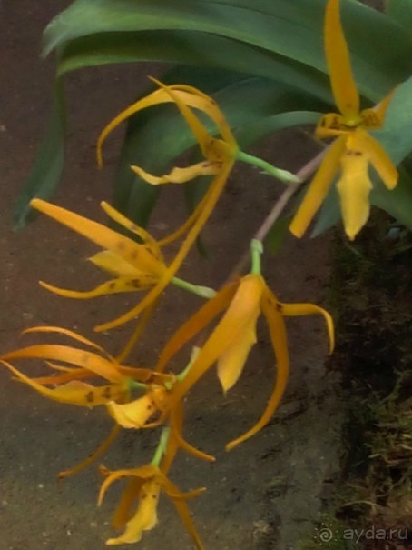 Тропическая зима в аптекарском огороде