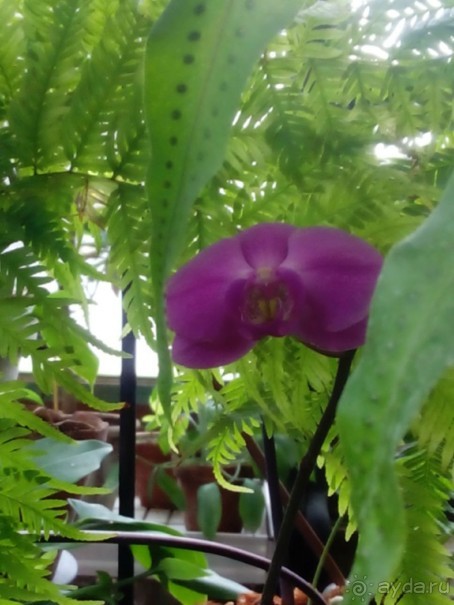 Тропическая зима в аптекарском огороде