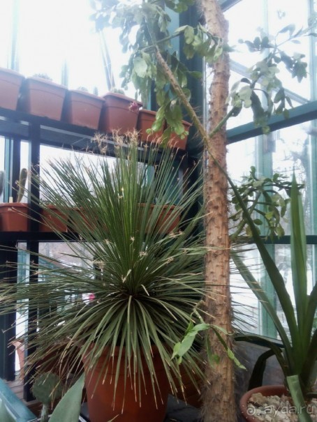 Тропическая зима в аптекарском огороде