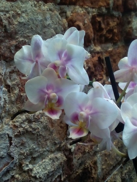 Тропическая зима в аптекарском огороде