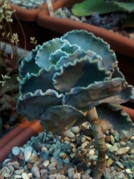 Тропическая зима в аптекарском огороде