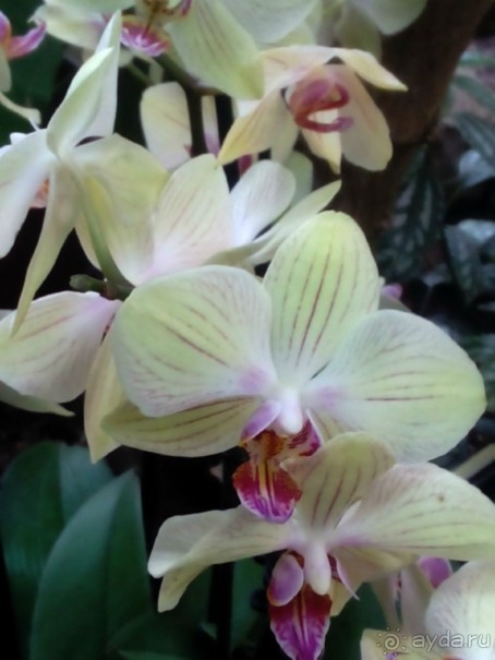 Тропическая зима в аптекарском огороде