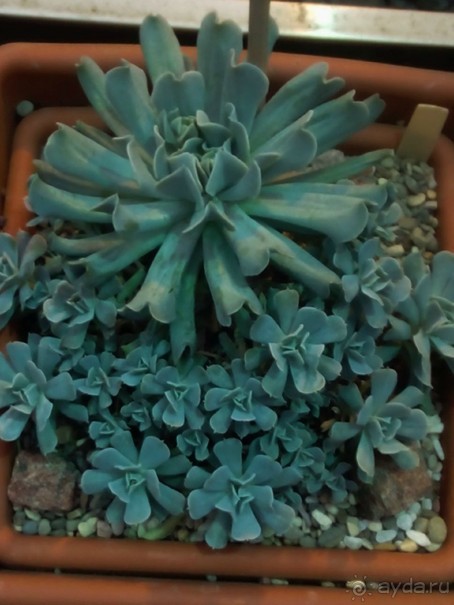 Тропическая зима в аптекарском огороде