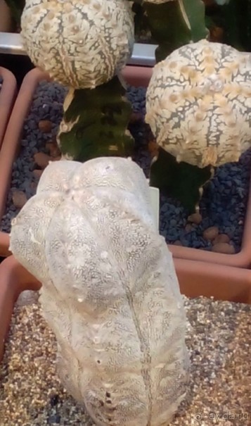 Тропическая зима в аптекарском огороде