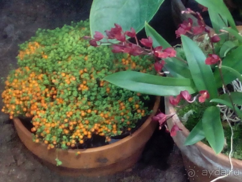 Тропическая зима в аптекарском огороде