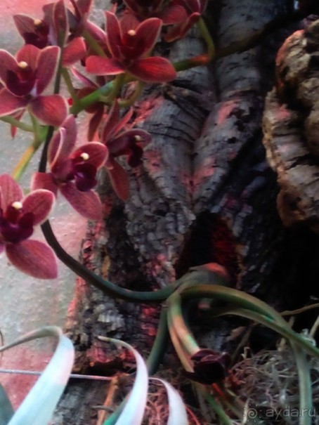 Тропическая зима в аптекарском огороде