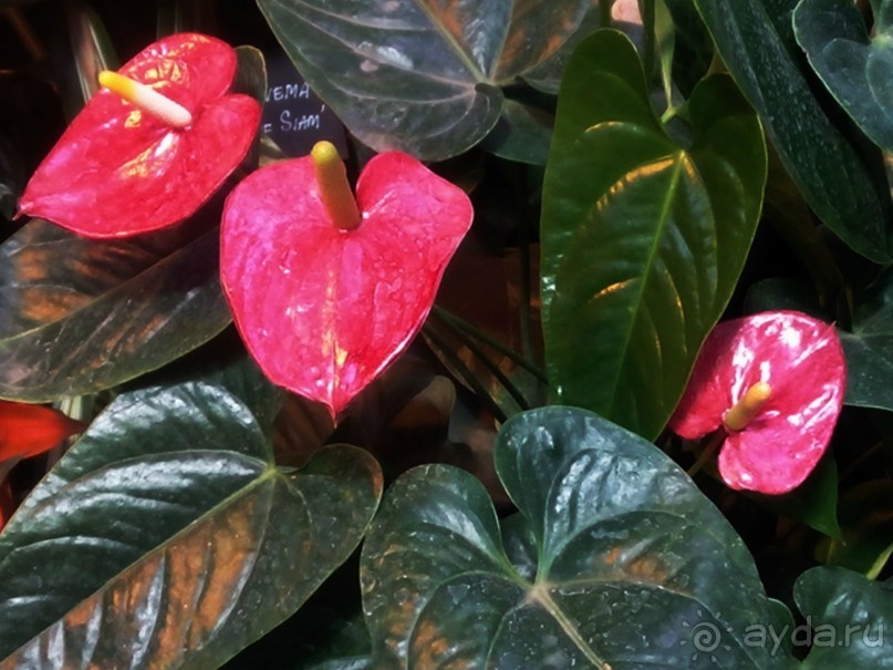 Тропическая зима в аптекарском огороде