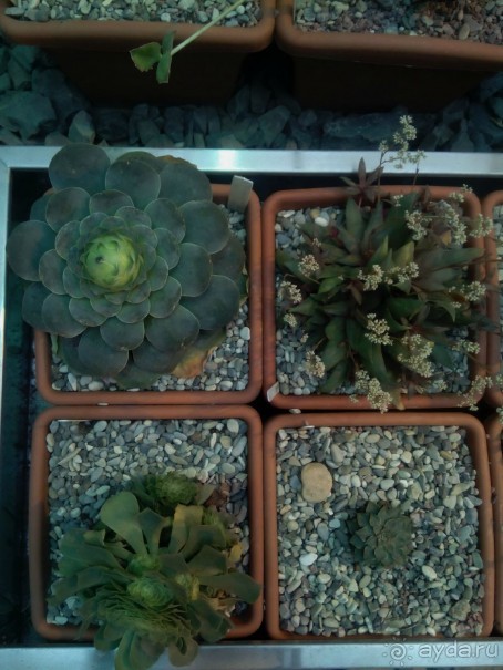 Тропическая зима в аптекарском огороде