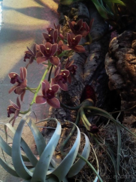 Тропическая зима в аптекарском огороде