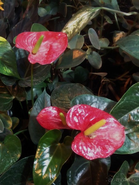 Тропическая зима в аптекарском огороде