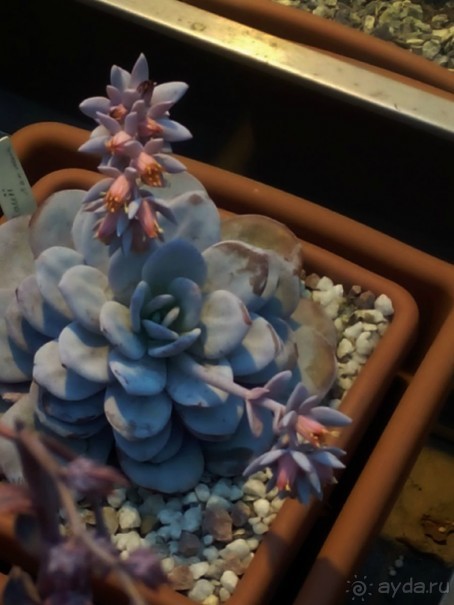 Тропическая зима в аптекарском огороде