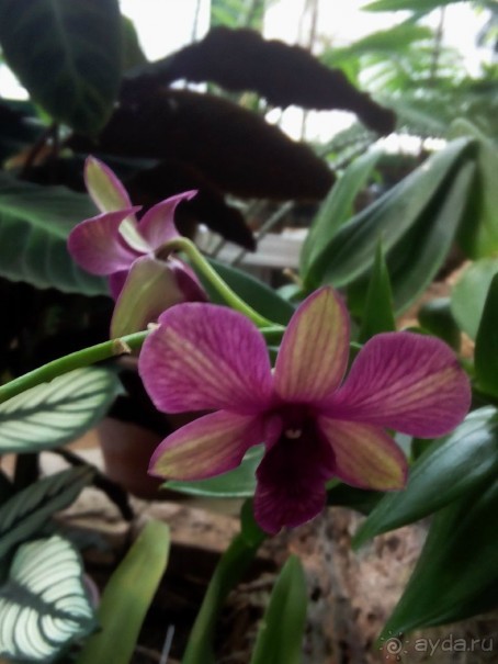 Тропическая зима в аптекарском огороде