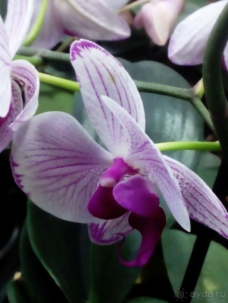 Тропическая зима в аптекарском огороде