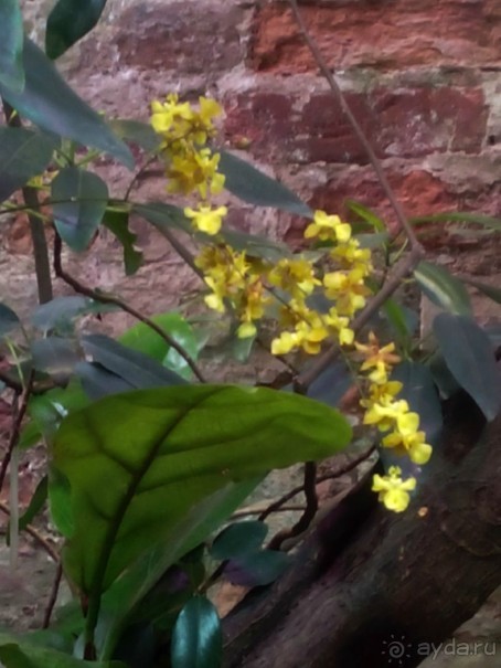 Тропическая зима в аптекарском огороде