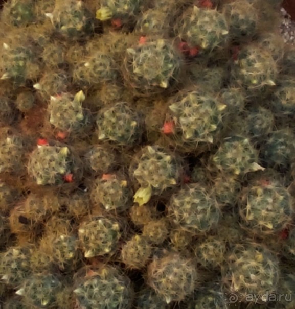 Тропическая зима в аптекарском огороде