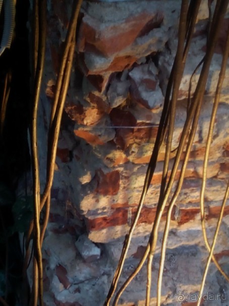 Тропическая зима в аптекарском огороде