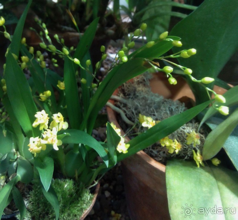 Тропическая зима в аптекарском огороде