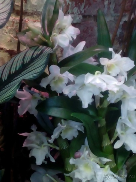 Тропическая зима в аптекарском огороде