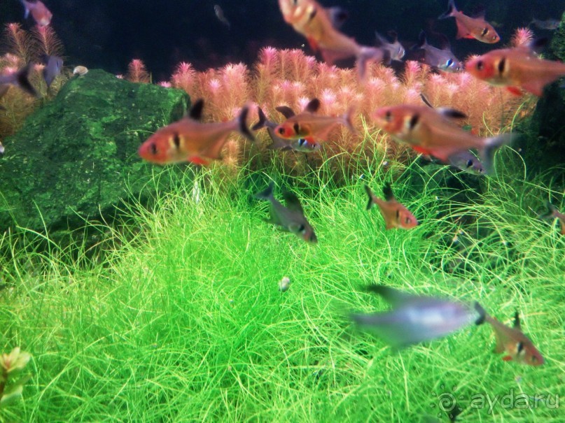 Тропическая зима в аптекарском огороде