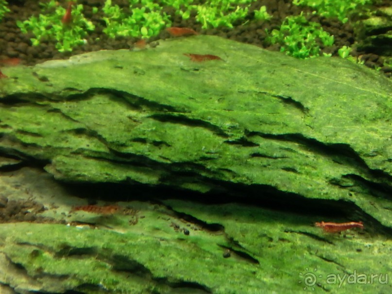 Тропическая зима в аптекарском огороде