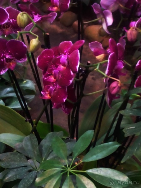 Тропическая зима в аптекарском огороде