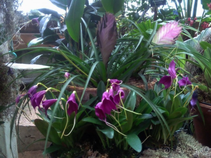 Тропическая зима в аптекарском огороде