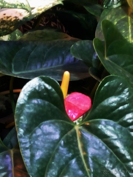 Тропическая зима в аптекарском огороде