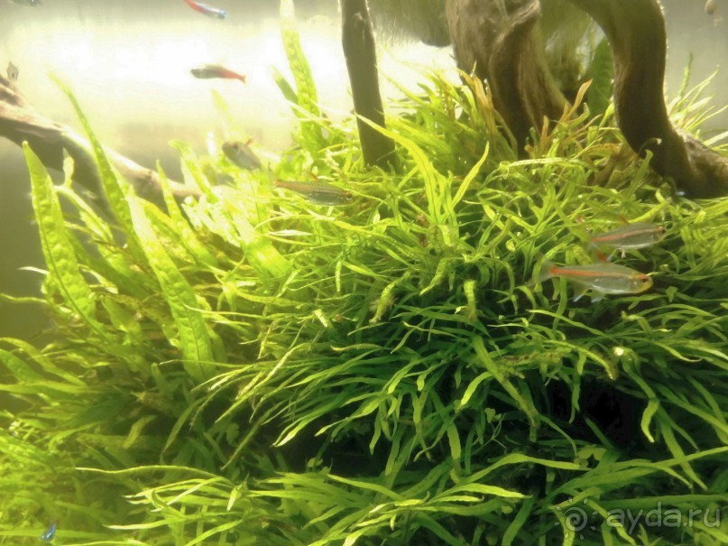 Тропическая зима в аптекарском огороде