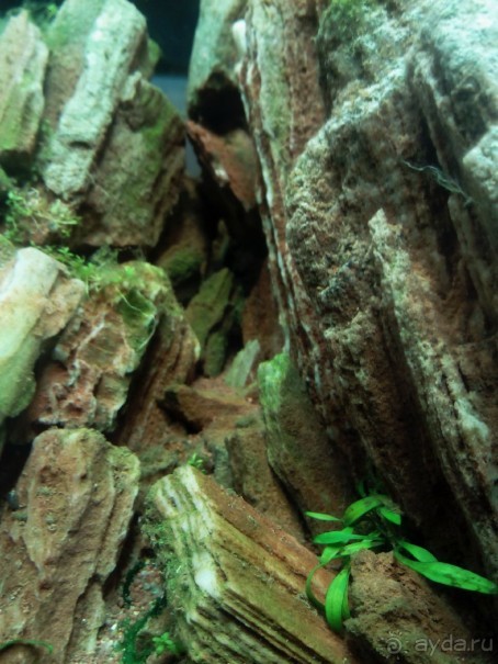 Тропическая зима в аптекарском огороде