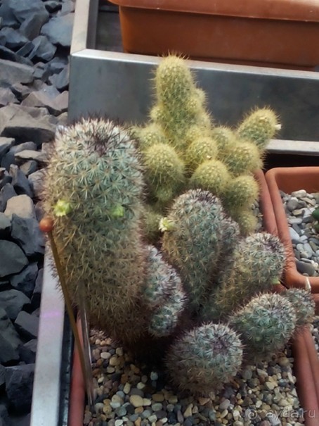 Тропическая зима в аптекарском огороде