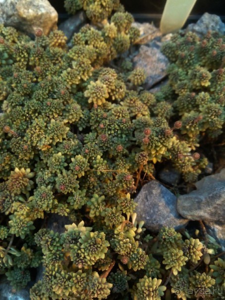 Тропическая зима в аптекарском огороде