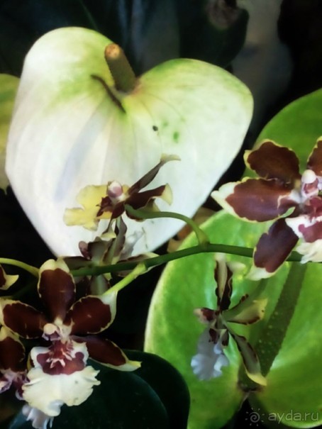 Тропическая зима в аптекарском огороде