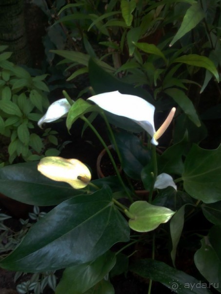 Тропическая зима в аптекарском огороде