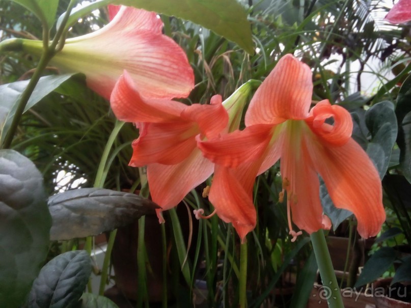 Тропическая зима в аптекарском огороде