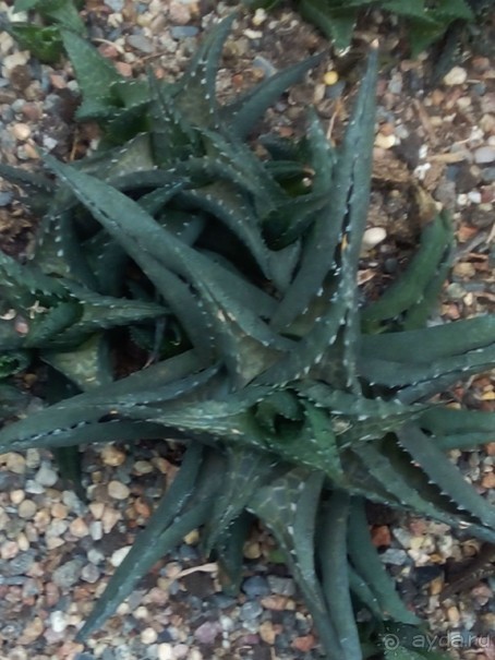 Тропическая зима в аптекарском огороде