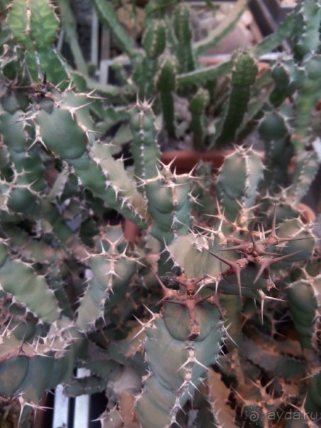 Тропическая зима в аптекарском огороде