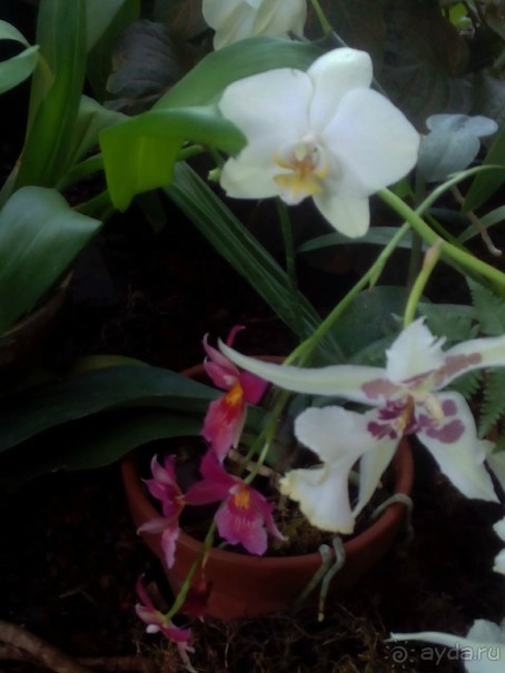 Тропическая зима в аптекарском огороде