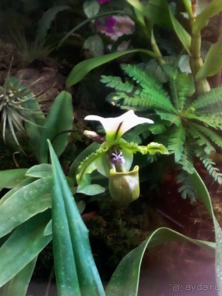 Тропическая зима в аптекарском огороде