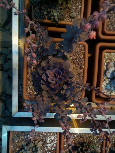 Тропическая зима в аптекарском огороде