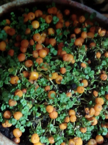 Тропическая зима в аптекарском огороде