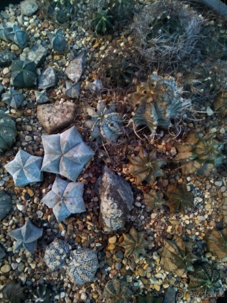 Тропическая зима в аптекарском огороде