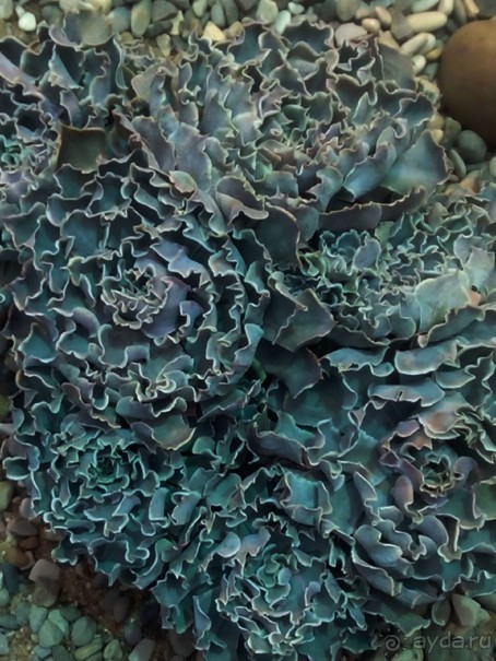 Тропическая зима в аптекарском огороде