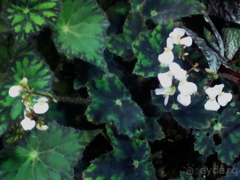 Тропическая зима в аптекарском огороде